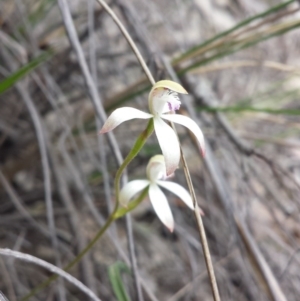 Caladenia ustulata at Aranda, ACT - 26 Sep 2015