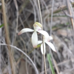 Caladenia ustulata at Aranda, ACT - suppressed