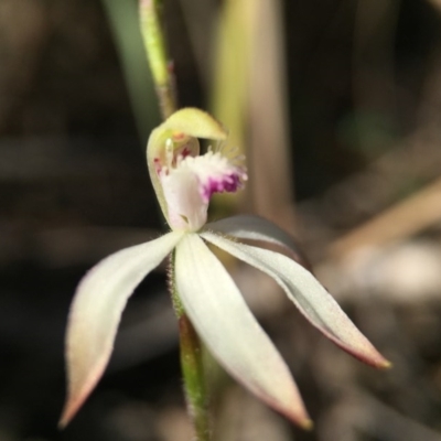 Caladenia ustulata (Brown Caps) at Canberra Central, ACT - 26 Sep 2015 by JasonC
