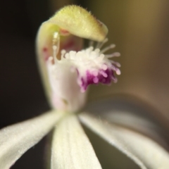 Caladenia ustulata at Canberra Central, ACT - 26 Sep 2015