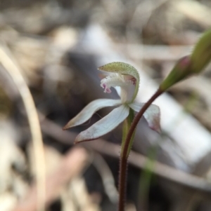 Caladenia ustulata at Canberra Central, ACT - 26 Sep 2015