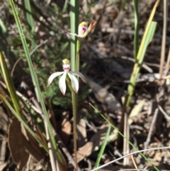 Caladenia ustulata at Canberra Central, ACT - 26 Sep 2015