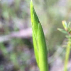 Diuris sp. (A Donkey Orchid) at Canberra Central, ACT - 26 Sep 2015 by JasonC