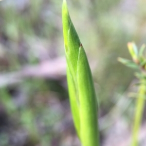 Diuris sp. at Canberra Central, ACT - 26 Sep 2015