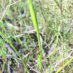 Diuris sp. at Canberra Central, ACT - 26 Sep 2015