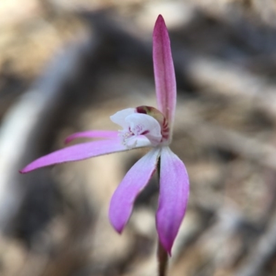 Caladenia fuscata (Dusky Fingers) at Molonglo Valley, ACT - 26 Sep 2015 by JasonC
