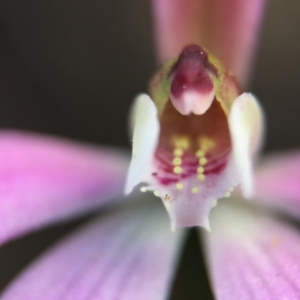 Caladenia fuscata at Canberra Central, ACT - 26 Sep 2015