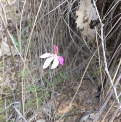 Caladenia fuscata at Canberra Central, ACT - suppressed