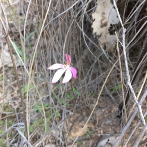 Caladenia fuscata at Canberra Central, ACT - 26 Sep 2015