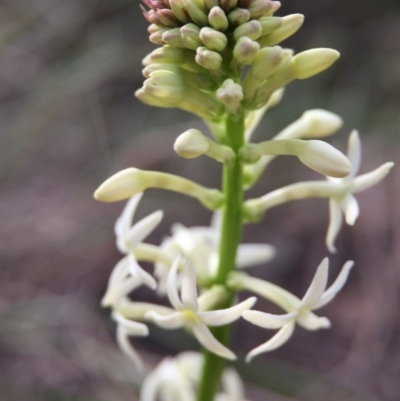 Stackhousia monogyna (Creamy Candles) at Canberra Central, ACT - 26 Sep 2015 by JasonC
