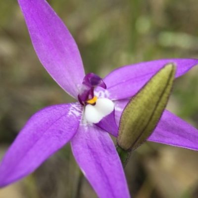 Glossodia major (Wax Lip Orchid) at Black Mountain - 26 Sep 2015 by JasonC