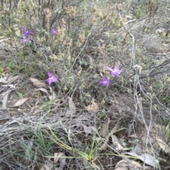 Glossodia major at Canberra Central, ACT - 26 Sep 2015