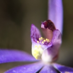 Cyanicula caerulea (Blue Fingers, Blue Fairies) at Black Mountain - 26 Sep 2015 by JasonC