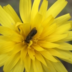 Microseris walteri (Yam Daisy, Murnong) at Black Mountain - 26 Sep 2015 by JasonC