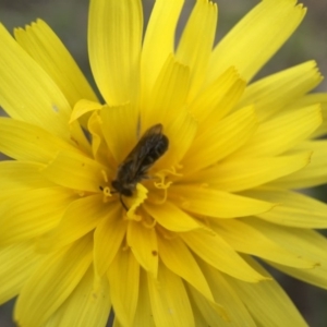 Microseris walteri at Canberra Central, ACT - 26 Sep 2015 07:42 PM