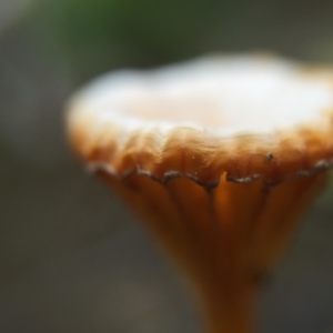 Lichenomphalia chromacea at Canberra Central, ACT - 26 Sep 2015