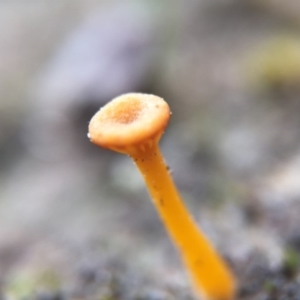 Lichenomphalia chromacea at Canberra Central, ACT - 26 Sep 2015