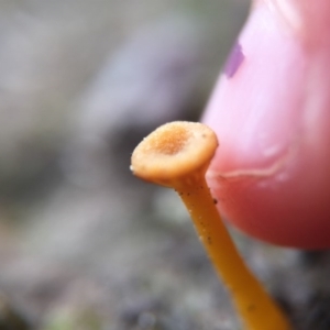 Lichenomphalia chromacea at Canberra Central, ACT - 26 Sep 2015