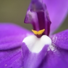 Glossodia major (Wax Lip Orchid) at Black Mountain - 26 Sep 2015 by JasonC