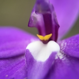 Glossodia major at Canberra Central, ACT - suppressed