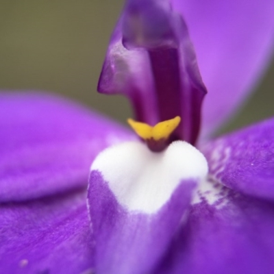 Glossodia major (Wax Lip Orchid) at Black Mountain - 26 Sep 2015 by JasonC