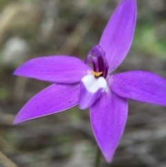 Glossodia major at Canberra Central, ACT - 26 Sep 2015