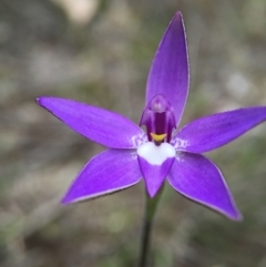 Glossodia major at Canberra Central, ACT - 26 Sep 2015