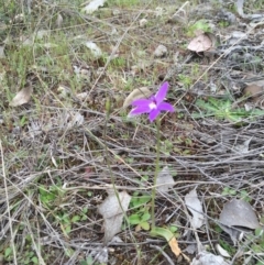 Glossodia major at Canberra Central, ACT - 26 Sep 2015