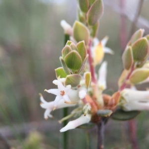 Brachyloma daphnoides at Canberra Central, ACT - 26 Sep 2015