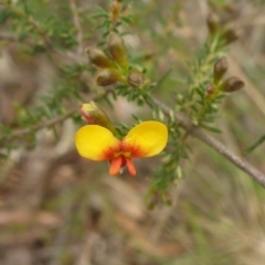 Dillwynia phylicoides (A Parrot-pea) at Aranda, ACT - 25 Sep 2015 by JanetRussell