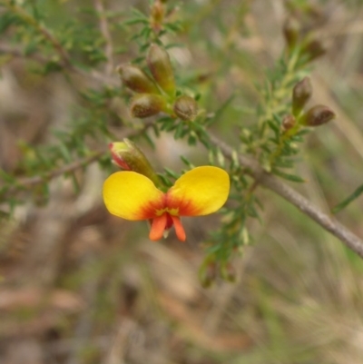 Dillwynia phylicoides (A Parrot-pea) at Aranda, ACT - 25 Sep 2015 by JanetRussell