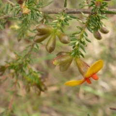 Dillwynia phylicoides at Aranda, ACT - 25 Sep 2015 03:28 PM