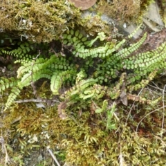 Asplenium trichomanes (Common Spleenwort) at Molonglo Gorge - 23 Sep 2015 by FranM