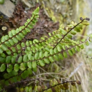 Asplenium trichomanes at Oaks Estate, ACT - 23 Sep 2015