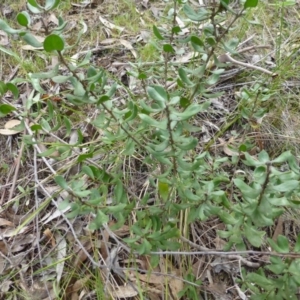 Persoonia rigida at The Ridgeway, NSW - 23 Sep 2015