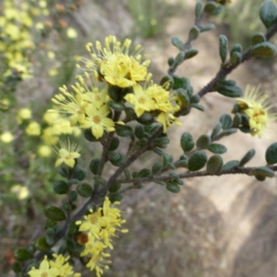 Phebalium squamulosum subsp. ozothamnoides (Alpine Phebalium, Scaly Phebalium) at Molonglo Gorge - 23 Sep 2015 by FranM