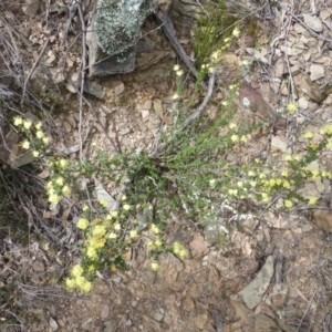 Phebalium squamulosum subsp. ozothamnoides at The Ridgeway, NSW - 23 Sep 2015