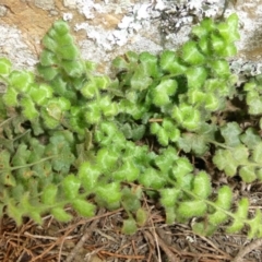 Asplenium subglandulosum (Blanket Fern) at Kowen, ACT - 23 Sep 2015 by FranM