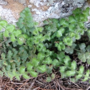 Pleurosorus rutifolius at Kowen, ACT - 23 Sep 2015