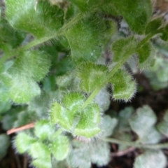 Asplenium subglandulosum at Kowen, ACT - 23 Sep 2015