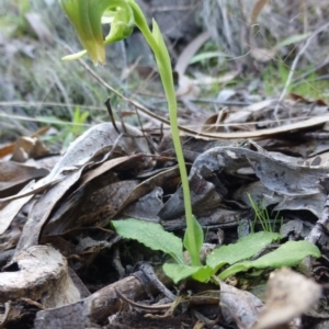 Pterostylis nutans at The Ridgeway, NSW - suppressed
