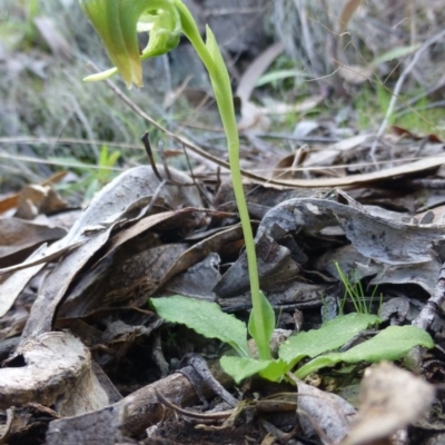 Pterostylis nutans (Nodding Greenhood) at Molonglo Gorge - 23 Sep 2015 by FranM