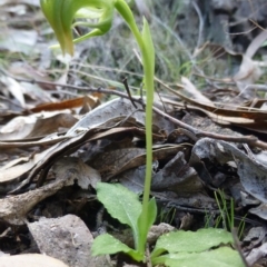 Pterostylis nutans at The Ridgeway, NSW - 23 Sep 2015