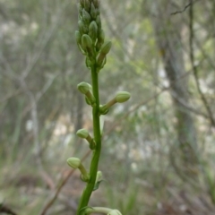 Stackhousia monogyna (Creamy Candles) at The Ridgeway, NSW - 23 Sep 2015 by FranM