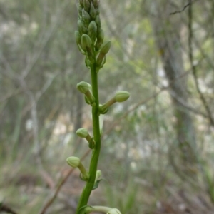 Stackhousia monogyna at The Ridgeway, NSW - 23 Sep 2015 11:17 AM