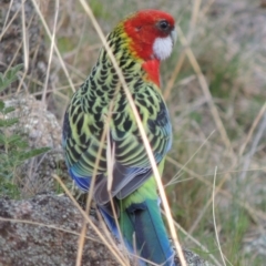 Platycercus eximius (Eastern Rosella) at Conder, ACT - 26 Sep 2015 by michaelb