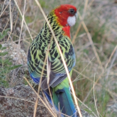 Platycercus eximius (Eastern Rosella) at Rob Roy Range - 26 Sep 2015 by michaelb