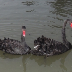 Cygnus atratus (Black Swan) at Gordon, ACT - 13 Jun 2015 by MichaelBedingfield