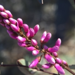 Indigofera australis subsp. australis (Australian Indigo) at Gungahlin, ACT - 27 Sep 2015 by AaronClausen