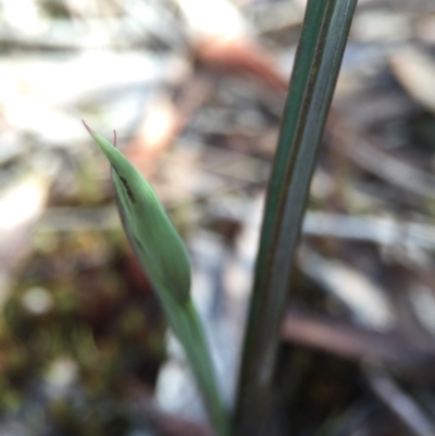 Thelymitra (Genus) (Sun Orchid) at Gungahlin, ACT - 27 Sep 2015 by AaronClausen
